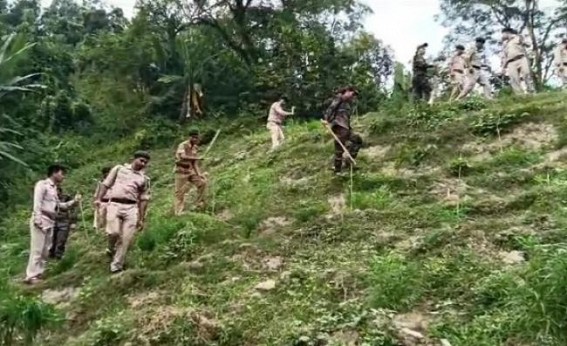 Jatrapur PS destroyed over 75,000 Ganja plants Jatrapur PS destroyed over 75,000 Ganja plants